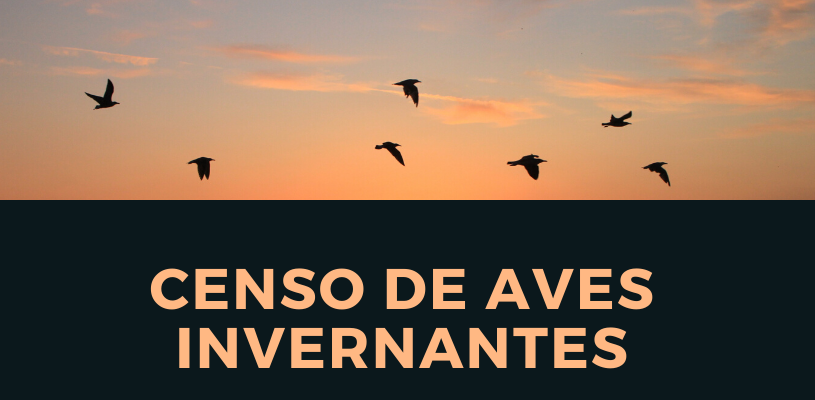 Censo de aves