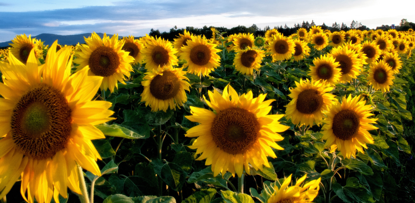 Girasoles