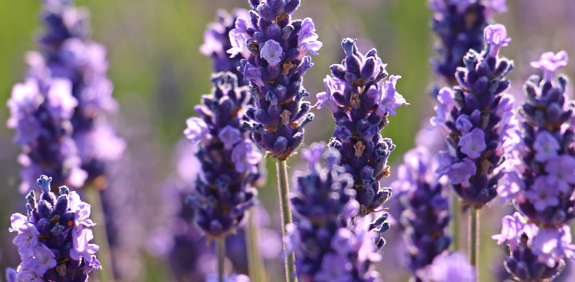 Lavanda