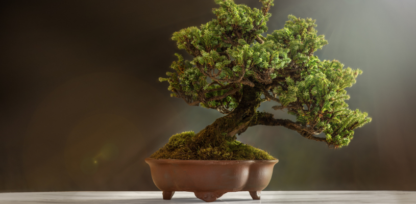 Bonsai