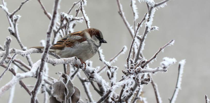 Aves invernales