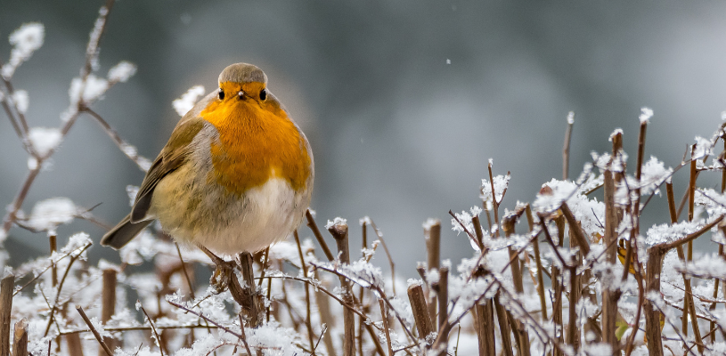 Aves invernales